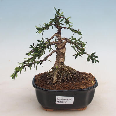 Izbová bonsai - Buxus harlandii -korkový buxus - 1