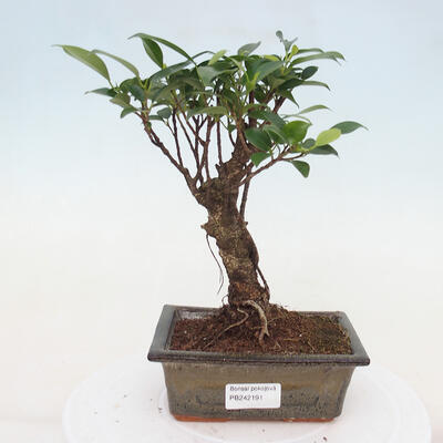 Izbová bonsai - Ficus retusa - malolistá fikus - 1