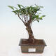 Izbová bonsai - Ficus retusa - malolistá fikus - 1/2