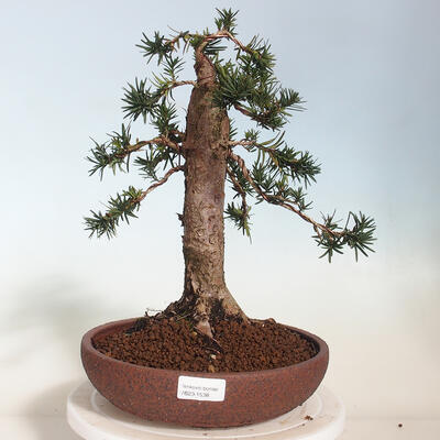 Vonkajší bonsai - Taxus cuspidata - Tis japonský - 1