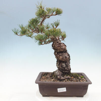 Vonkajší bonsai - Pinus parviflora - borovica drobnokvetá - 1