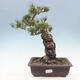 Vonkajší bonsai - Pinus parviflora - borovica drobnokvetá - 1/4