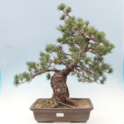 Vonkajší bonsai - Pinus parviflora - borovica drobnokvetá - 1