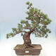 Vonkajší bonsai - Pinus parviflora - borovica drobnokvetá - 1/5