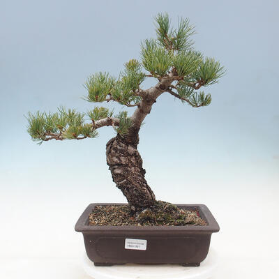 Vonkajší bonsai - Pinus parviflora - borovica drobnokvetá - 1