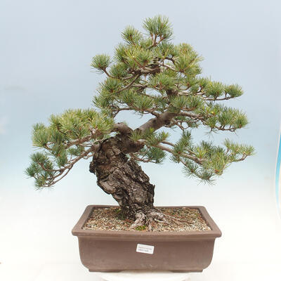 Vonkajší bonsai - Pinus parviflora - borovica drobnokvetá - 1