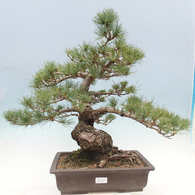 Vonkajší bonsai - Pinus parviflora - borovica drobnokvetá - 1