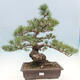 Vonkajší bonsai - Pinus parviflora - borovica drobnokvetá - 1/5