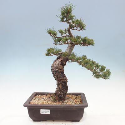 Vonkajší bonsai - Pinus parviflora - borovica drobnokvetá - 1