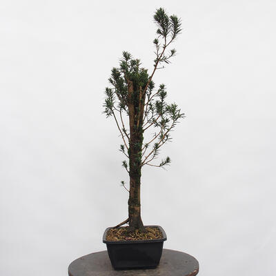 Vonkajší bonsai - Taxus cuspidata - Tis japonský - 1