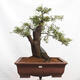 Vonkajší bonsai - Prunus spinosa - trnka - 1/5