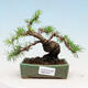 Vonkajší bonsai -Larix decidua - Smrekovec opadavý - 1/5