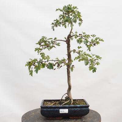 Vonkajší bonsai - Hloh - Crataegus monogyna - 1