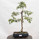 Vonkajší bonsai - Hloh - Crataegus monogyna - 1/6