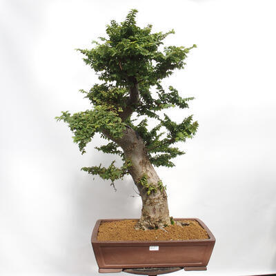 Vonkajší bonsai - Ulmus Elegantissima Jack. Hillier-Jílm elegantný - 1