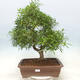 Izbová bonsai - Ficus nerifolia - malolistý fikus - 1/4