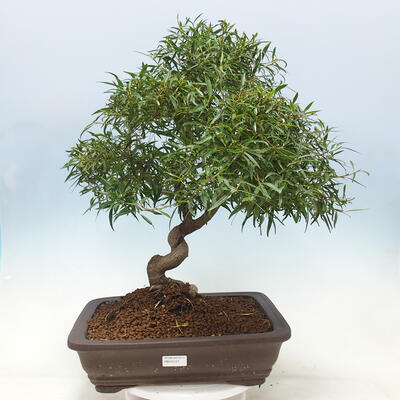 Izbová bonsai - Ficus nerifolia - malolistý fikus - 1