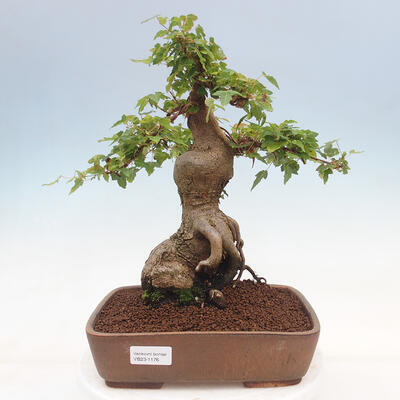 Vonkajšie bonsai - Javor Buergerianum - Javor Burgerův - 1