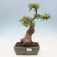 Vonkajšie bonsai - Javor Buergerianum - Javor Burgerův - 1/5