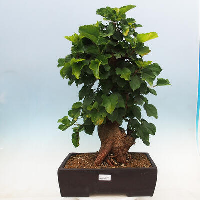 Vonkajšie bonsai -Morus albumy - moruše - 1