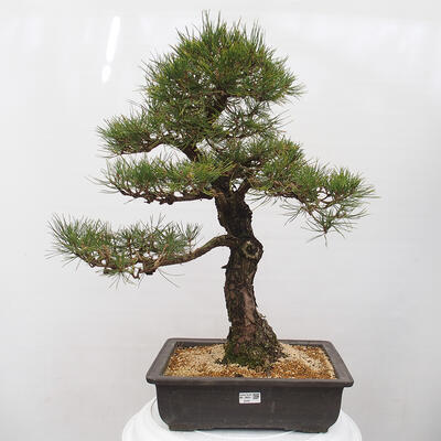 Vonkajšie bonsai - Pinus thunbergii - Borovica thunbergova - 1