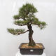 Vonkajšie bonsai - Pinus thunbergii - Borovica thunbergova - 1/5