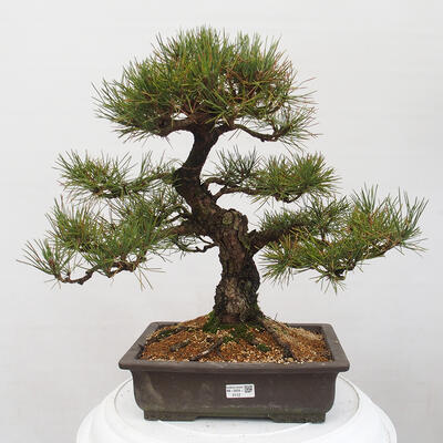 Vonkajšie bonsai - Pinus thunbergii - Borovica thunbergova - 1