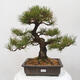 Vonkajšie bonsai - Pinus thunbergii - Borovica thunbergova - 1/4