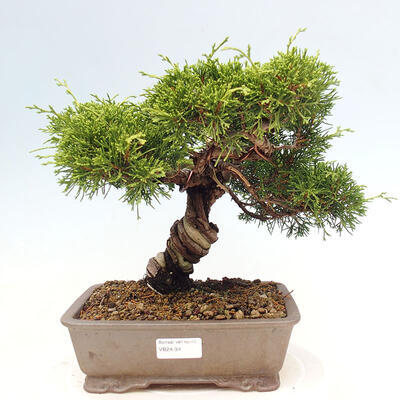 Vonkajší bonsai - Juniperus chinensis Itoigawa-Jalovec čínsky - 1