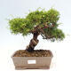 Vonkajší bonsai - Juniperus chinensis Itoigawa-Jalovec čínsky - 1/4