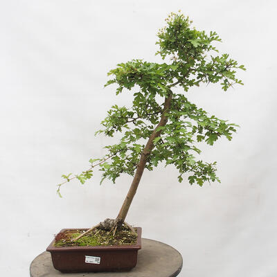 Vonkajší bonsai - Hloh - Crataegus monogyna - 1