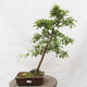 Vonkajší bonsai - Hloh - Crataegus monogyna - 1/6