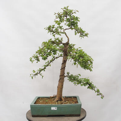 Vonkajší bonsai - Hloh - Crataegus monogyna - 1
