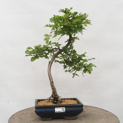 Vonkajší bonsai - Hloh - Crataegus monogyna - 1