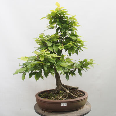 Vonkajší bonsai - Hrab obyčajný - Carpinus betulus - 1