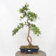 Vonkajší bonsai - Hloh - Crataegus monogyna - 1/5