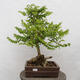 Vonkajšie bonsai - Agát - Robinia pseudoacacia - 1/6