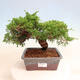 Vonkajší bonsai - Juniperus chinensis Itoigawa -Jalovec čínsky - 1/4