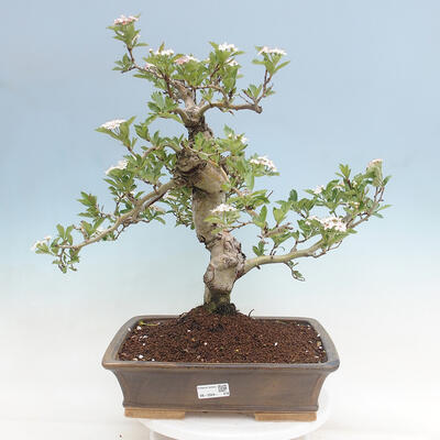 Vonkajší bonsai - Hloh klinovitý - Crataegus cuneata - 1