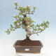 Vonkajší bonsai - Hloh klinovitý - Crataegus cuneata - 1/6