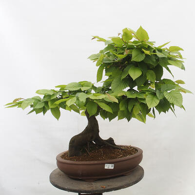 Vonkajší bonsai - Hrab obyčajný - Carpinus betulus - 1