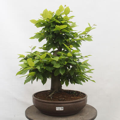 Vonkajší bonsai - Hrab obyčajný - Carpinus betulus - 1