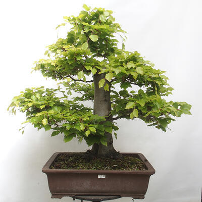 Vonkajší bonsai - Fagus sylvatica - Buk lesný - 1