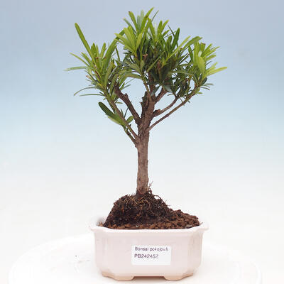 Izbová bonsai - Podocarpus - Kamenný tis - 1