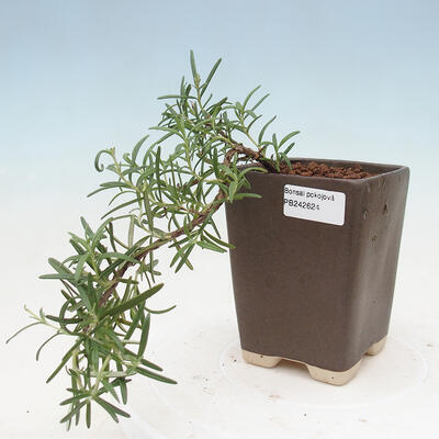 Izbová bonsai - Rozmarín lekársky-Rosmarinus officinalis - 1