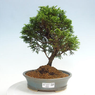 Vonkajší bonsai - Juniperus chinensis Itoigawa -Jalovec čínsky - 1