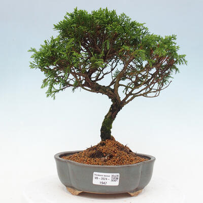 Vonkajší bonsai - Juniperus chinensis Itoigawa -Jalovec čínsky - 1