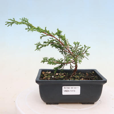 Vonkajší bonsai - Juniperus chinensis ITOIGAWA -Jalovec čínsky