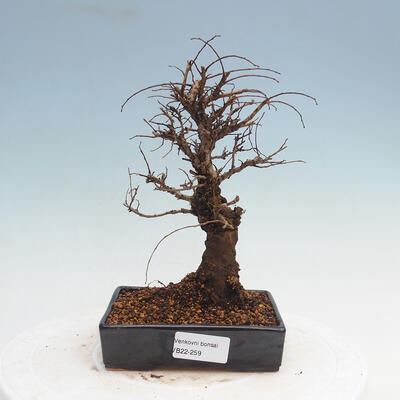 Vonkajšie bonsai - Zelkova - Zelkova Nirom - 1