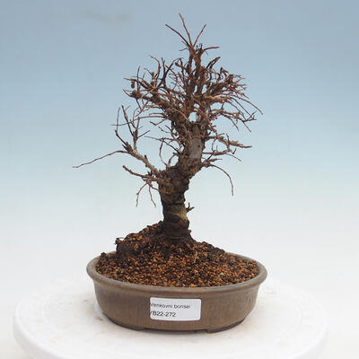 Vonkajšie bonsai - Zelkova - Zelkova Nirom - 1